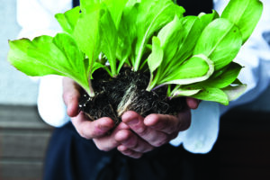 A Plant With Roots And Leaves In A Person's Hands.